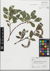 Foto von Salix glabra Scop.